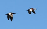 Paradise shelduck | Pūtangitangi. Male and female in flight. Wanganui, April 2010. Image © Ormond Torr by Ormond Torr.