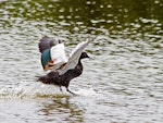 Paradise shelduck | Pūtangitangi. Adult male landing on water. Tauranga, February 2011. Image © Raewyn Adams by Raewyn Adams.