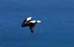 Paradise shelduck | Pūtangitangi. Adult female in flight. Stephens Island, August 2009. Image © Peter Reese by Peter Reese.