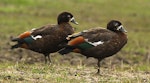 Paradise shelduck | Pūtangitangi. Immature females. Wanganui, December 2011. Image © Ormond Torr by Ormond Torr.