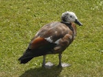 Paradise shelduck | Pūtangitangi. Juvenile female. Nga Manu Bird Sanctuary, Waikanae, January 2011. Image © Alan Tennyson by Alan Tennyson.