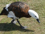 Paradise shelduck | Pūtangitangi. Juvenile female. Nga Manu Bird Sanctuary, Waikanae, January 2011. Image © Alan Tennyson by Alan Tennyson.