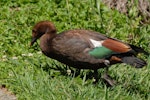 Paradise shelduck | Pūtangitangi. Juvenile. Canterbury, February 2008. Image © Peter Reese by Peter Reese.