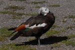 Paradise shelduck | Pūtangitangi. Juvenile female moulting. Lake Taupo, January 2009. Image © Peter Reese by Peter Reese.