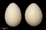 Paradise shelduck | Pūtangitangi. Clutch (NMNZ OR.019055, collected by NZ Wildlife Service). Mt Bruce Wildlife Reserve, January 1973. Image © Te Papa by Jean-Claude Stahl.