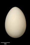 Paradise shelduck | Pūtangitangi. Egg 69.9 x 47.5 mm (NMNZ OR.019055, collected by NZ Wildlife Service). Mt Bruce Wildlife Reserve, January 1973. Image © Te Papa by Jean-Claude Stahl.