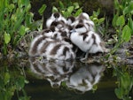 Paradise shelduck | Pūtangitangi. Ducklings. Auckland, October 2009. Image © Steffi Ismar by Steffi Ismar.