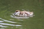 Paradise shelduck | Pūtangitangi. Duckling swimming. Mid-north, November 2011. Image © Jenny Atkins by Jenny Atkins.