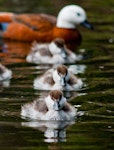 Paradise shelduck | Pūtangitangi. Ducklings (with adult female in background). Dunedin Botanic Gardens, November 2013. Image © Nathan Hill by Nathan Hill.