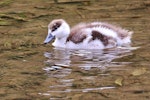 Paradise shelduck | Pūtangitangi. Duckling. Korokoro dam, Belmont Regional Park, November 2015. Image © Paul Le Roy by Paul Le Roy.