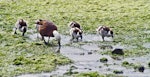 Paradise shelduck | Pūtangitangi. Female with her brood.. Otago Peninsula, December 2010. Image © Raewyn Adams by Raewyn Adams.