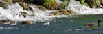 Paradise shelduck | Pūtangitangi. Pair with three ducklings. Tongariro River, November 2010. Image © Alex Scott by Alex Scott.