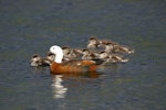 Paradise shelduck | Pūtangitangi. Female with chicks. Lake Okareka. Image © Noel Knight by Noel Knight.