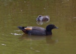 Paradise shelduck | Pūtangitangi. Adult male and half-grown chick. Mana Island, November 2012. Image © Colin Miskelly by Colin Miskelly.