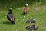 Paradise shelduck | Pūtangitangi. Pair with young. Canterbury, December 2006. Image © Peter Reese by Peter Reese.