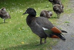 Paradise shelduck | Pūtangitangi. Male with young. Canterbury, December 2006. Image © Peter Reese by Peter Reese.