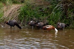 Paradise shelduck | Pūtangitangi. Pair with four juveniles (behind). Canterbury, December 2008. Image © Peter Reese by Peter Reese.