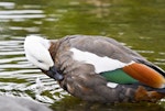 Paradise shelduck | Pūtangitangi. Female preening. Auckland, March 2012. Image © Raewyn Adams by Raewyn Adams.