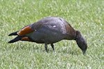 Paradise shelduck | Pūtangitangi. Male grazing. Auckland, March 2012. Image © Raewyn Adams by Raewyn Adams.