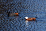 Paradise shelduck | Pūtangitangi. Pair on water. Wairarapa, August 2009. Image © Peter Reese by Peter Reese.