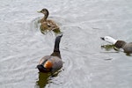 Paradise shelduck | Pūtangitangi. Male left & female right chasing mallard (top). Auckland, March 2012. Image © Raewyn Adams by Raewyn Adams.