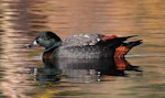 Paradise shelduck | Pūtangitangi. Adult male on water. Wanganui, July 2012. Image © Ormond Torr by Ormond Torr.