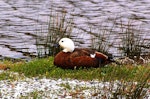 Paradise shelduck | Pūtangitangi. Adult female at rest. Pauatahanui Inlet, Porirua City, November 2006. Image © Ian Armitage by Ian Armitage.