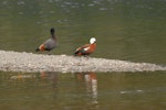 Paradise shelduck | Pūtangitangi. Adult male following adult female. Nelson Lakes National Park, July 2007. Image © Peter Reese by Peter Reese.