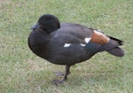 Paradise shelduck | Pūtangitangi. Adult male standing. Christchurch, January 2009. Image © James Mortimer by James Mortimer.