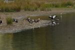 Paradise shelduck | Pūtangitangi. Flock loafing. Rotorua, February 2009. Image © Peter Reese by Peter Reese.