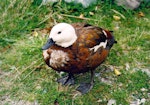 Paradise shelduck | Pūtangitangi. Adult female showing unusual plumage. Mount Cook National Park, October 2004. Image © James Mortimer by James Mortimer.