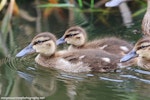 Australasian shoveler | Kuruwhengi. 2-week old ducklings. Foxton Beach, November 2017. Image © Imogen Warren by Imogen Warren.