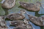 Australasian shoveler | Kuruwhengi. 3-week old ducklings. Foxton Beach, November 2017. Image © Imogen Warren by Imogen Warren.