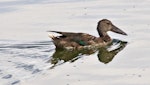 Australasian shoveler | Kuruwhengi. Juvenile on water. Nelson sewage ponds, February 2015. Image © Rebecca Bowater by Rebecca Bowater FPSNZ AFIAP.