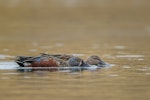 Australasian shoveler | Kuruwhengi. Pair filter-feeding on the water surface. Lake McGregor, Mackenzie Country, April 2015. Image © Tony Whitehead by Tony Whitehead.