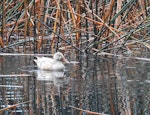 Australasian shoveler | Kuruwhengi. Leucistic male. Te Koutu Lake, Cambridge, April 2017. Image © Joe Dillon by Joe Dillon.