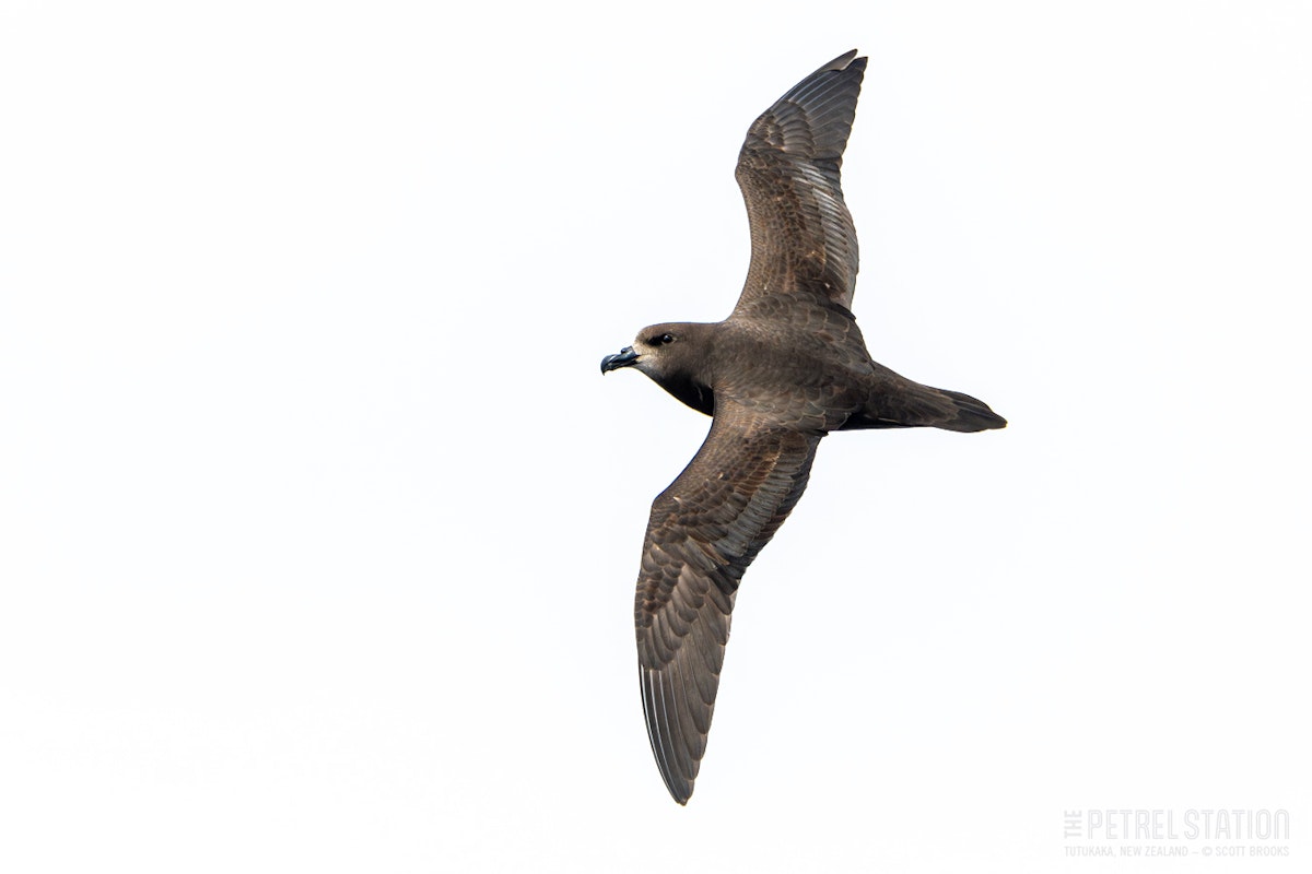 Grey-faced petrel | Ōi. Adult in flight, dorsal. The Petrel Station pelagic offshore from Tutukaka, September 2023. Image &copy; Scott Brooks, www.thepetrelstation.nz by Scott Brooks