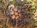 Grey teal | Tētē-moroiti. Nest with seven eggs. Upper Selwyn River, Canterbury, October 2023. Image © Peter Langlands by Peter Langlands.