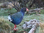 South Island takahe | Takahē. Adult. Greenstone Valley, November 2023. Image © Paul Peychers by Paul Peychers.