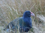 South Island takahe | Takahē. Adult. Greenstone Valley, March 2024. Image © Paul Peychers by Paul Peychers.