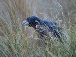 South Island takahe | Takahē. Adult feeding on tussock seeds. Greenstone Valley, March 2024. Image © Paul Peychers by Paul Peychers.