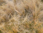 South Island takahe | Takahē. Cut and chewed tussock feeding sign. Saxon Hut Heaphy Track Nelson, December 2020. Image © Nick Allen by Nick Allen.