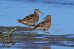 Pectoral sandpiper. Nonbreeding adults. Hokio Beach, January 2024. Image © Paul Le Roy by Paul Le Roy.