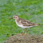 Least sandpiper. Adult. Marine Nature Study Area, Oceanside, Nassau County, New York, USA, May 2018. Image © Gail DeLalla by Gail DeLalla.