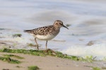 Least sandpiper. Juvenile. Cupsogue Beach County Park, Suffolk County, New York, USA, July 2021. Image © Gail DeLalla by Gail DeLalla.