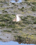 Least sandpiper. Adult in worn plumage with wings raised. Robb Field Area, San Diego River, San Diego County, California, USA, August 2022. Image © Gail DeLalla by Gail DeLalla.