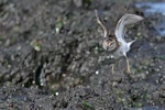 Least sandpiper. Juvenile with wings raised. Baile Beach, Mattituck, Suffolk County, New York, USA, July 2021. Image © Gail DeLalla by Gail DeLalla.