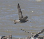 Eurasian whimbrel. In flight. Manawatu River estuary, October 2023. Image © Alan Tennyson by Alan Tennyson.