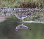 Lesser yellowlegs. Juvenile. San Dieguito River, San Diego County, California USA, September 2023. Image © Gail DeLalla by Gail DeLalla.