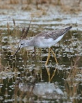 Lesser yellowlegs. Juvenile. San Dieguito River, San Diego County, California USA, September 2023. Image © Gail DeLalla by Gail DeLalla.